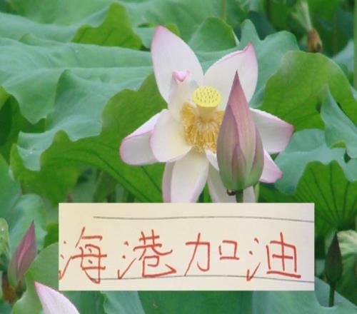 被扣分9個(gè)球隊(duì)海港最有可能奪冠嗎