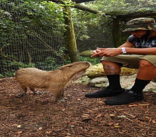 今天沒訓練西蒙斯曬照：在動物園和卡皮巴拉合影