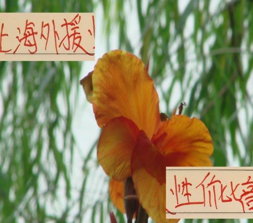 都在羡慕别人家外援香!其实申花+海港的外援已经很有性价比