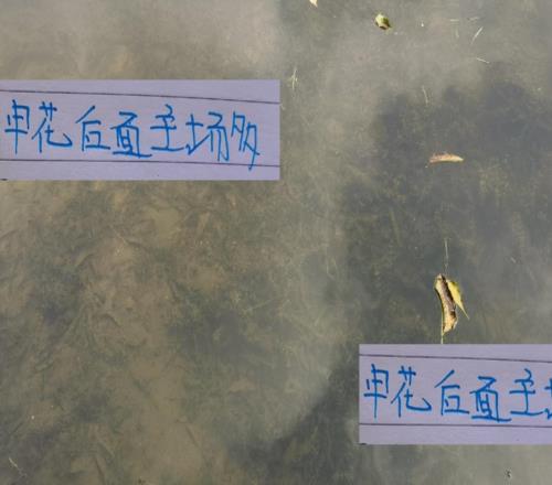 还剩下7轮!如果拼主场申花笑傲群雄就有5个夺冠能稳吗