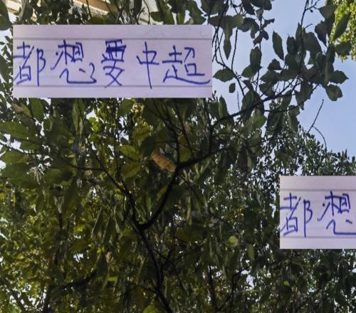 都想要中超冠軍！都留力中超！但奪冠概率最大還是成都+申花
