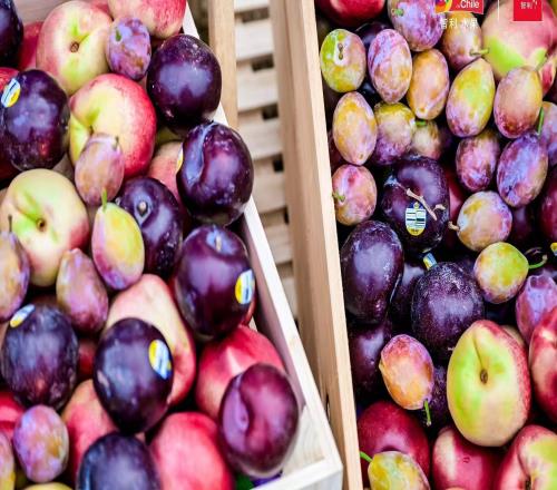 上海櫻花節(jié)女子10公里精英賽燃動(dòng)春日，智利西梅桃李領(lǐng)跑健康生活