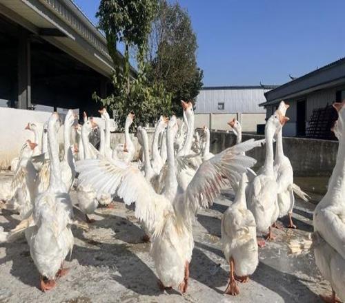 千萬只鵝“出走”六安，帶飛百億羽球羽絨產(chǎn)業(yè)