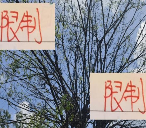 又是工資帽又是限製外援中超三連冠海港在亞冠也無能為力