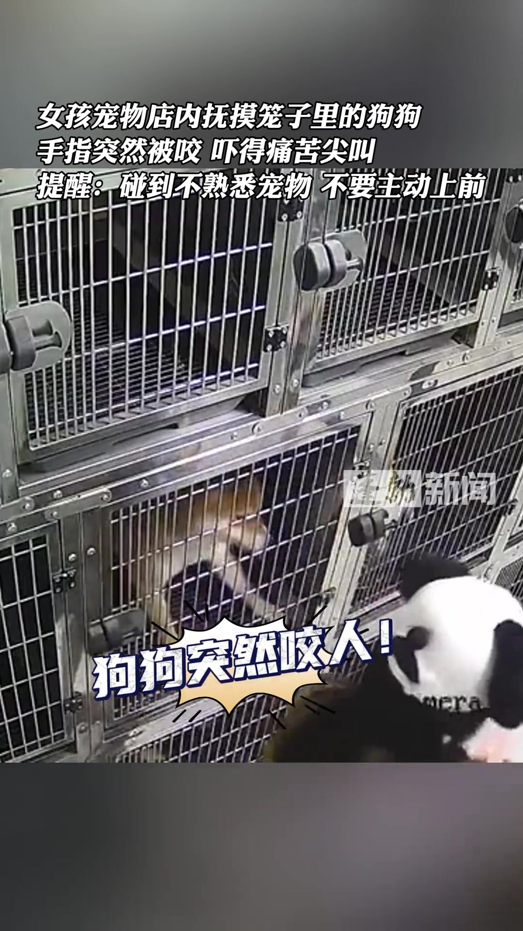 女孩宠物店内抚摸笼子里的狗狗突然被咬吓得痛苦尖叫