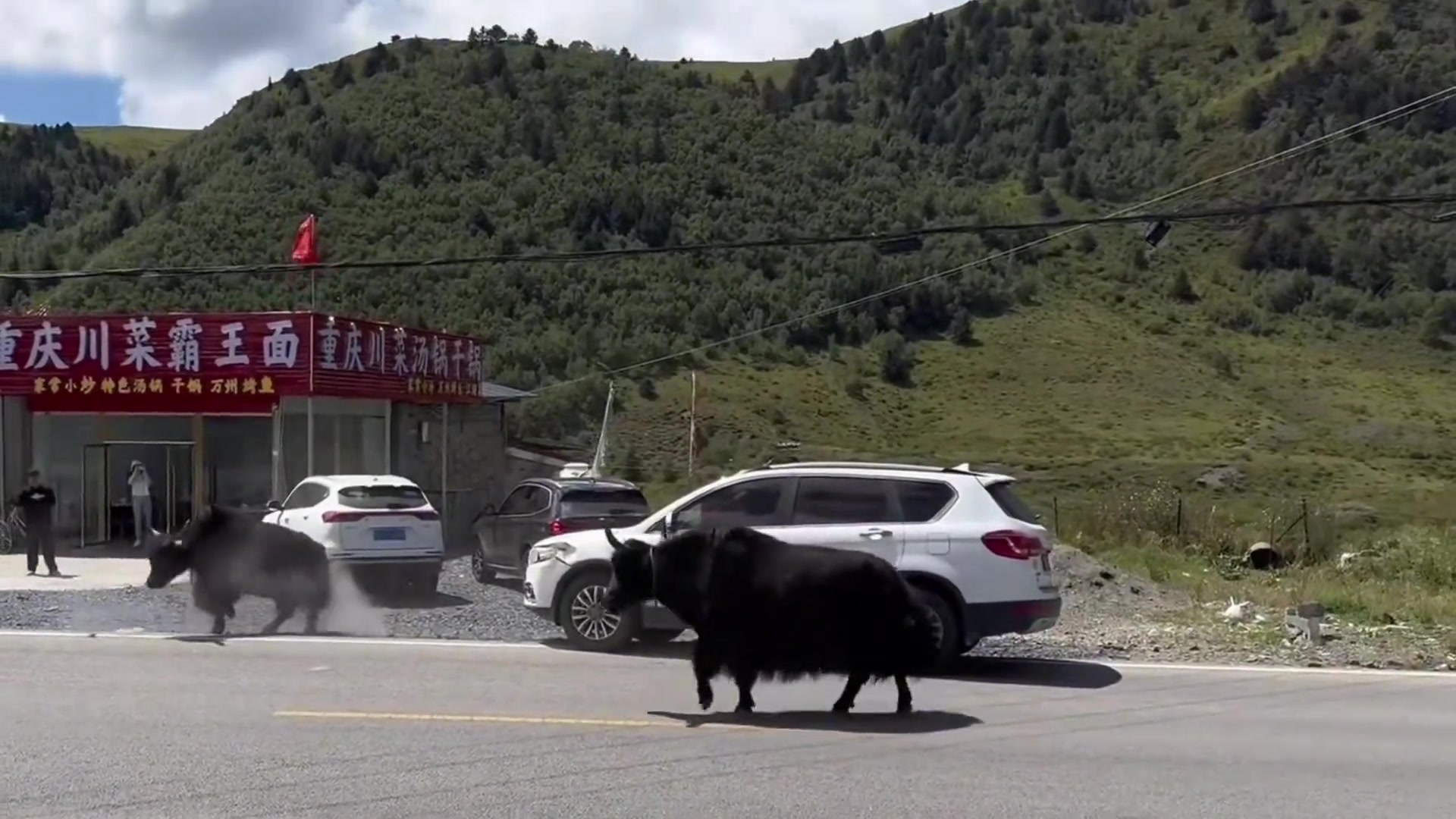 不是!看见牛打架,还敢往前开啊!