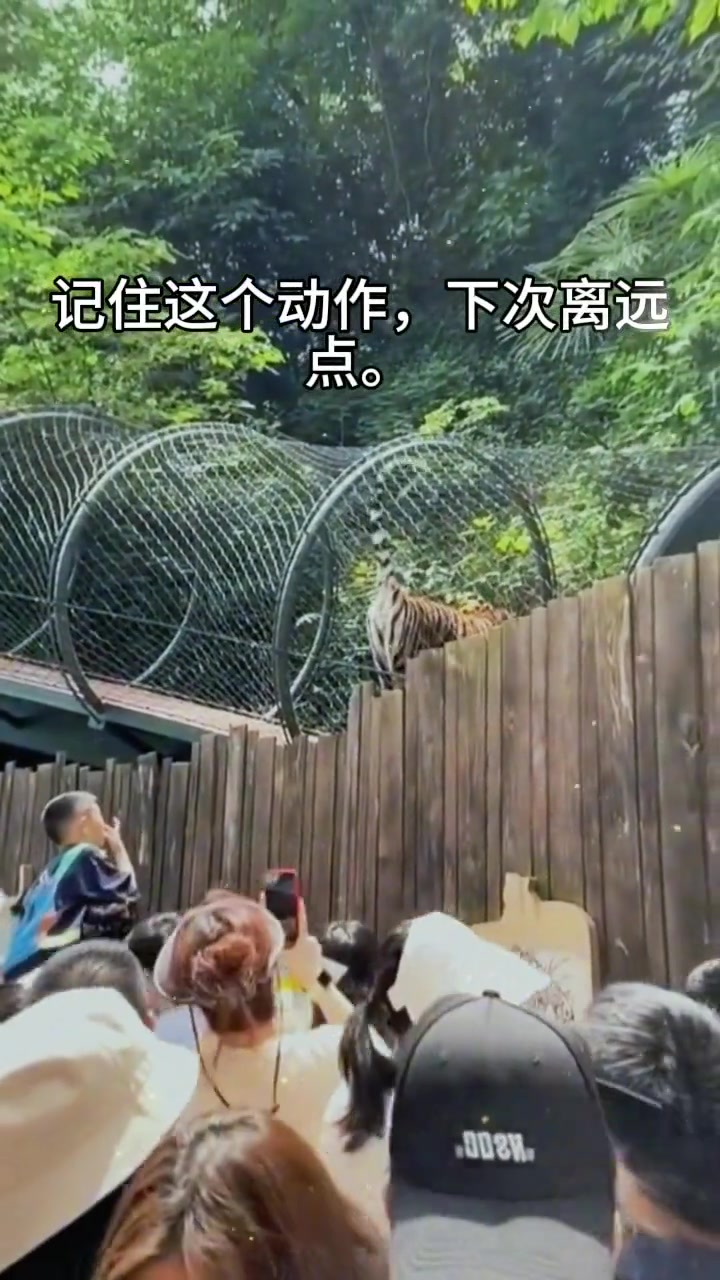 老虎全身都是宝啊,这应该也是!