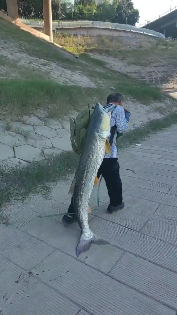 这大爷得带着鱼走一天一夜!