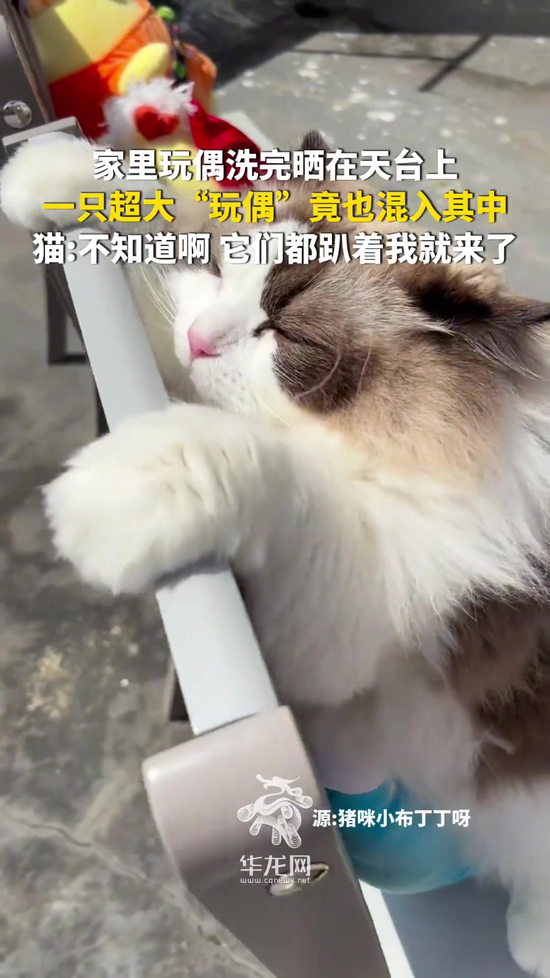 家里玩偶洗完晒在天台上,一只超大“玩偶”竟也混入其中