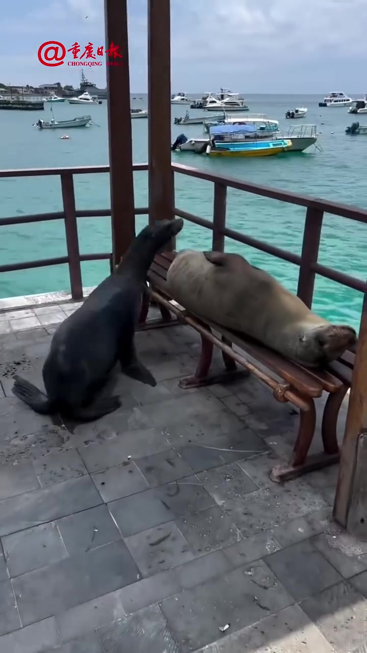 海狮躺长凳午睡,不早点来都抢不到位置!太会享受了!