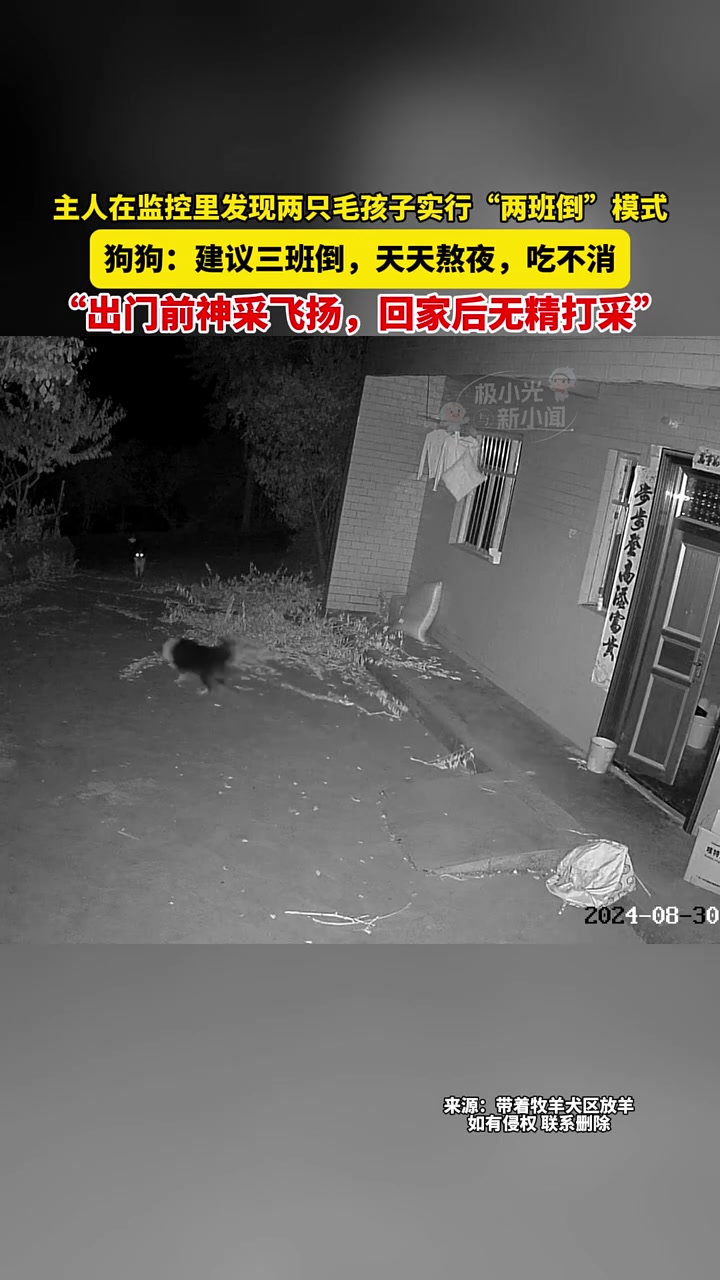 主人在监控里发现两只狗子实行两班倒出去玩