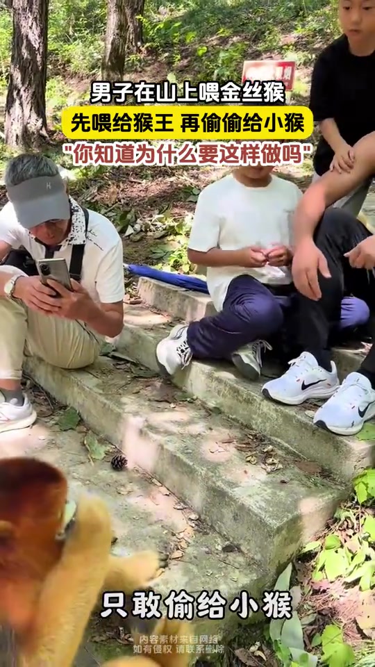 男子山上喂金丝猴,先喂猴王再给小猴