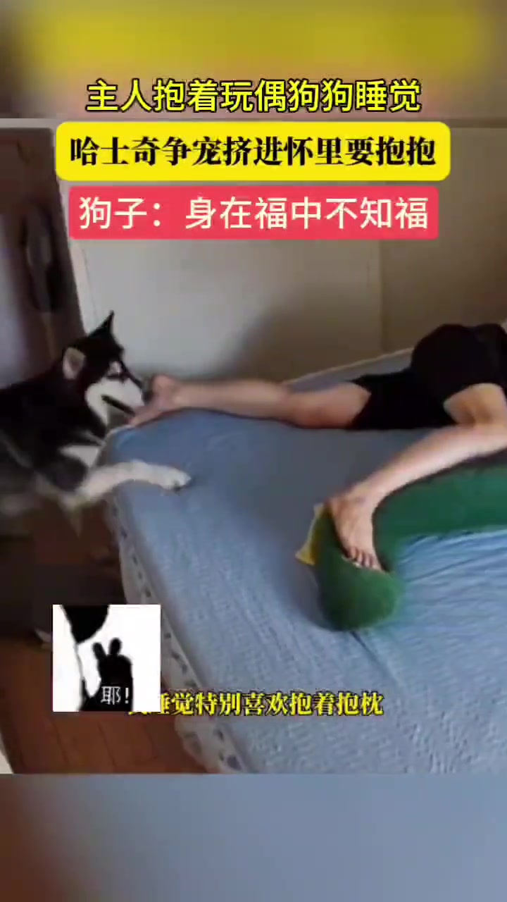 主人抱着玩偶狗狗睡觉,哈士奇争宠挤进怀里要抱抱!