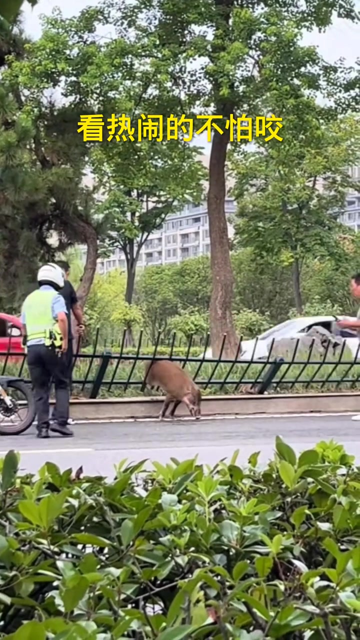 看热闹的不怕咬本来压在那更好抓,你非要把它放出来