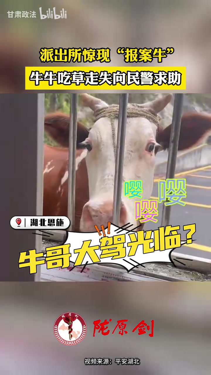 勇敢牛牛不怕困难!走失牛牛勇闯派出所