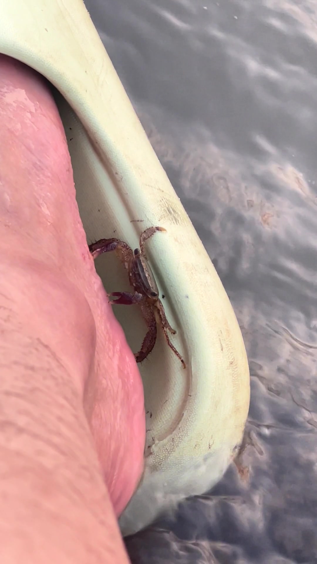 这难道是新型spa,蟹疗