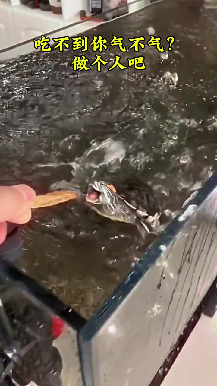 龟兔赛跑确实偷懒了