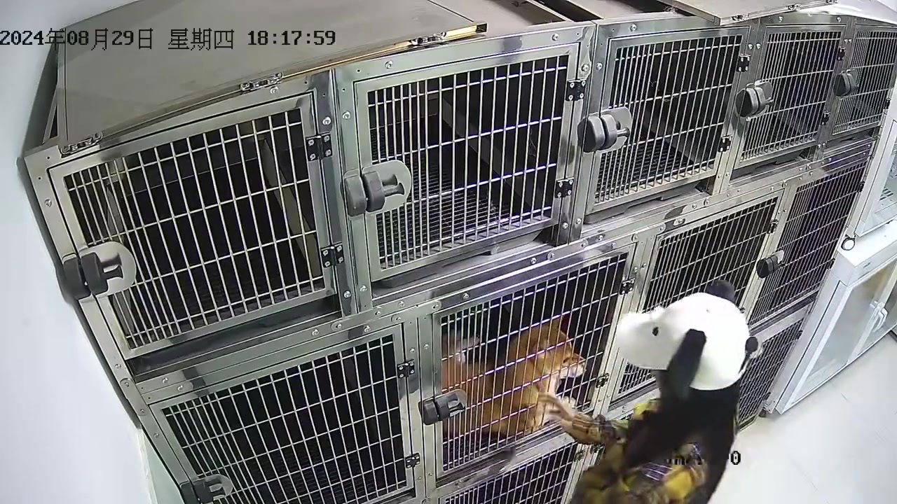 小姐姐见到狗子忍不住上手,结果被狗子反咬