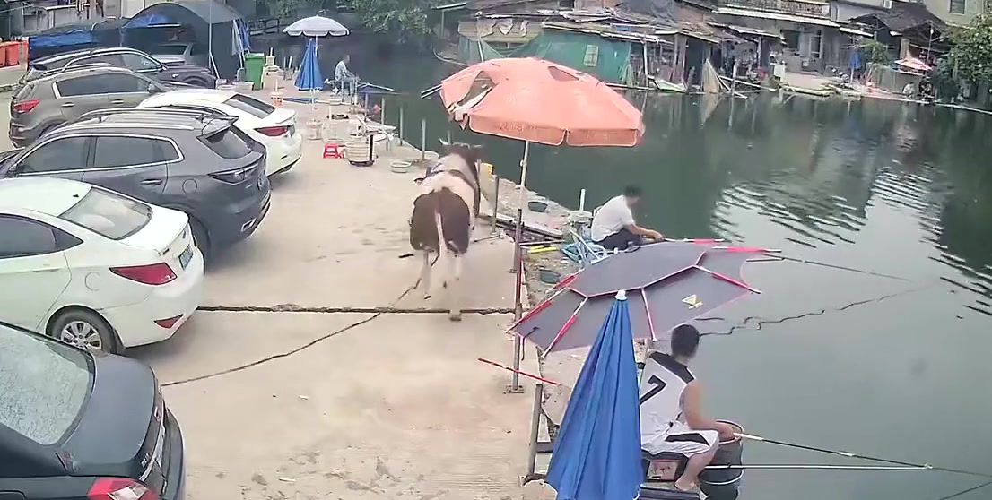 牛挺无私的啊,竟然自愿下去打窝