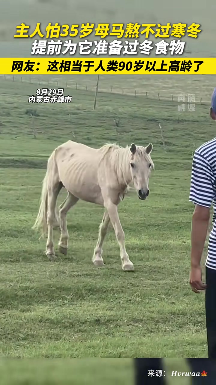 主人怕35岁高龄母马熬不过寒冬,提前为其准备食物