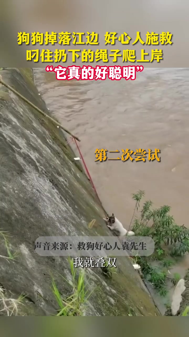 狗狗掉落江边,好心人丢绳施救,狗子咬住绳子爬上岸