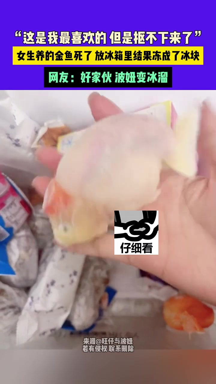 好家伙,波妞变冰溜!这是啥金鱼,好奇怪啊!