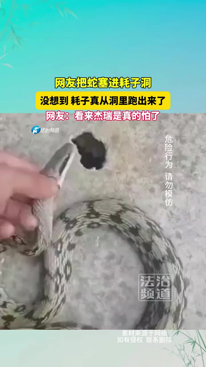 网友把蛇塞进耗子洞,没想到,耗子真从洞里跑出来了!