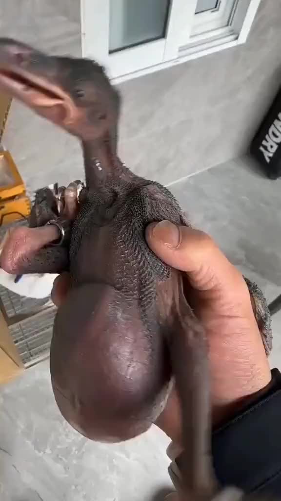 第一眼:什么怪物!第二眼:你怎么连皮都是黑的