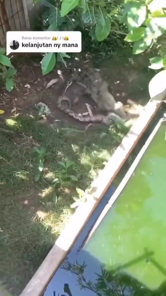 死亡翻滚也无效了蛇女单挑鳄鱼,被W咬住了!