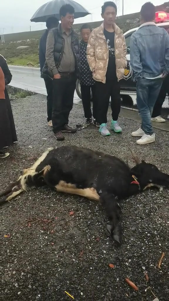 钱赔了,但是这牛能拿走吗