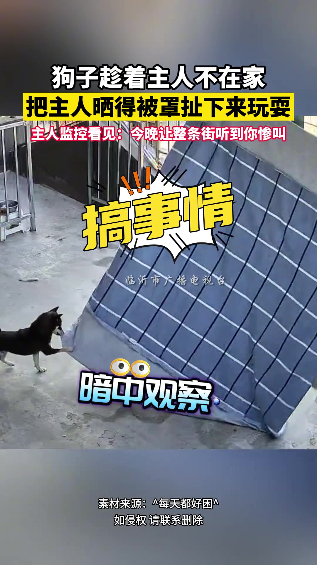 狗子趁着主人不在家把主人晒得被罩扯下来玩耍