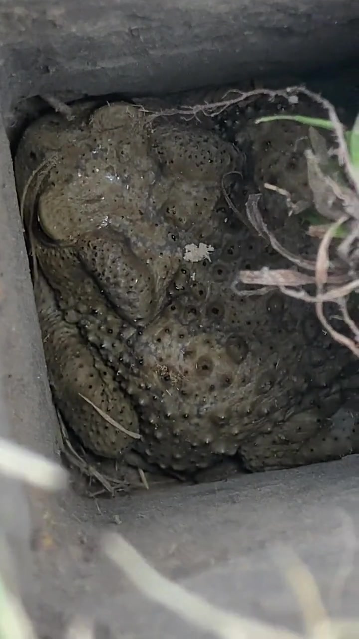 别打扰它修行了,长这么大不容易