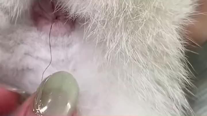 这不能硬扯吧,是不是会伤肠子