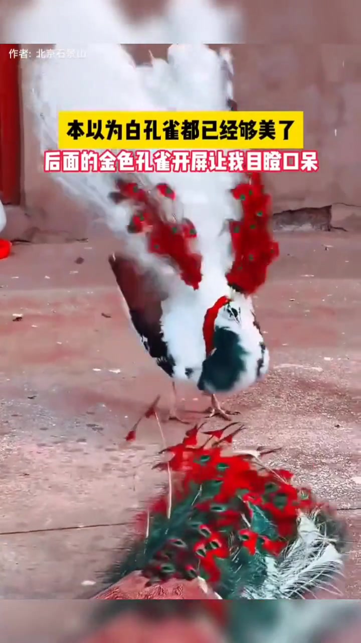 孔雀开屏好运气!吧友们快来猛吸