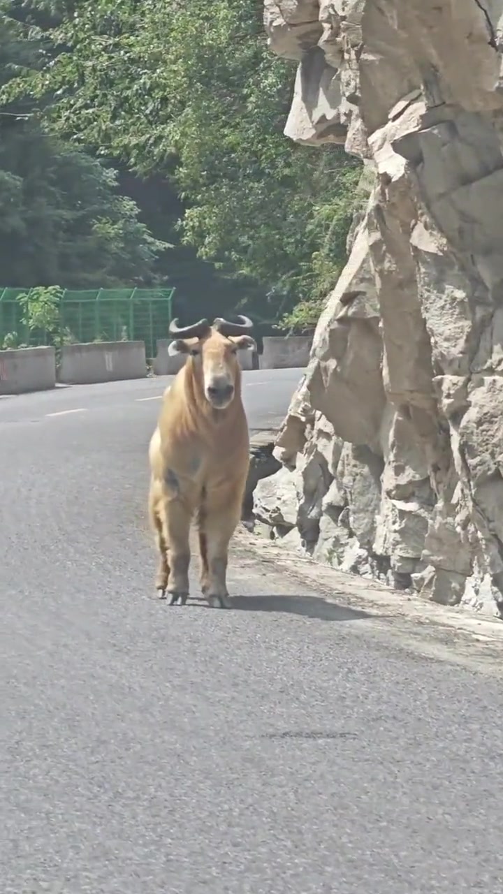 网友们偶遇到的!这是啥动物啊咋也四不像的
