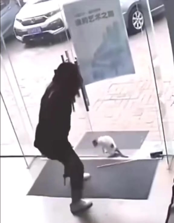 猫:一辈子也就九条命,一下午就用了两条