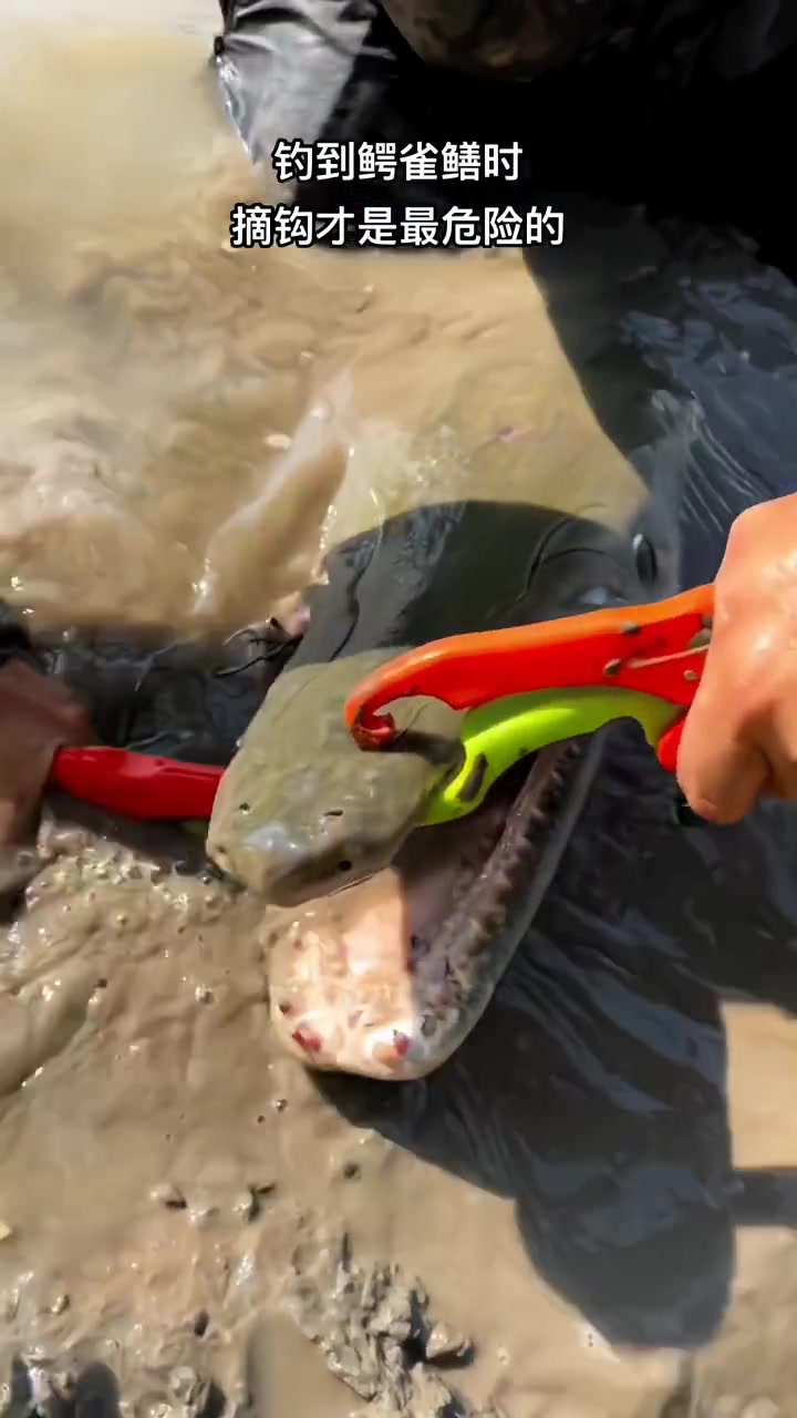 钓到鳄雀鳝时,摘钩才是最危险的!!
