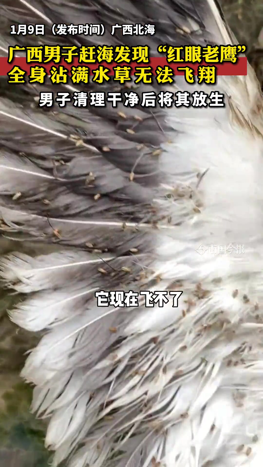 男子赶海捡到一只“红眼老鹰”身上沾满水草,帮其清理后放生