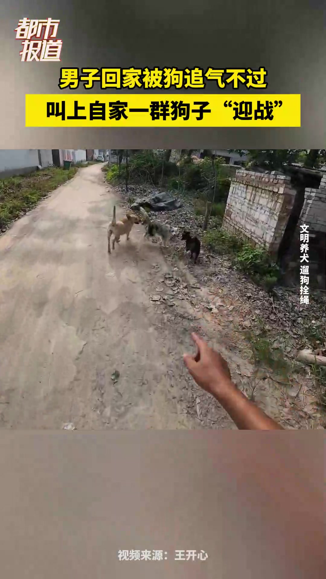 男子回家被狗追,气不过叫上自家狗子“迎战”