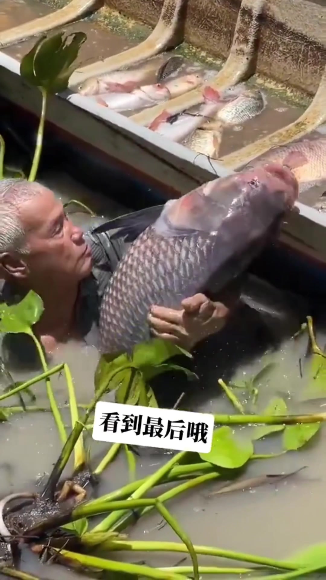高龄大爷拼命救助溺水大鱼