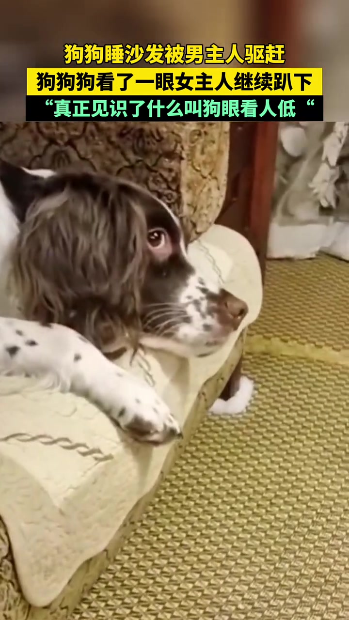 这就是狗眼看人低吧