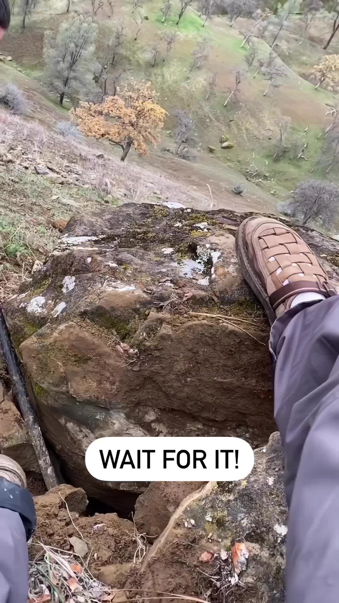 树:人在家中躺,祸从天上来!