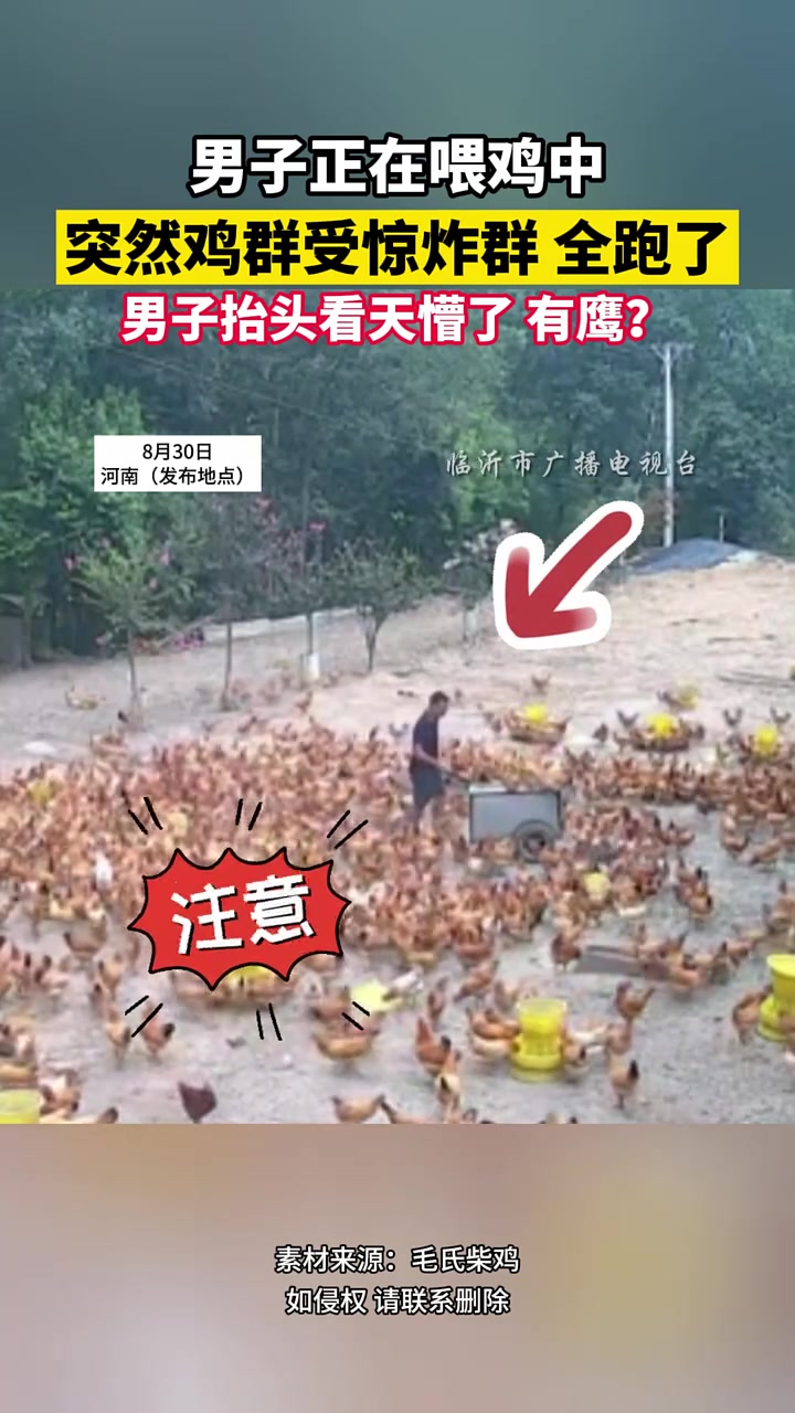 男子正在喂鸡中,突然鸡群受惊炸群全跑了,男子看懵了!