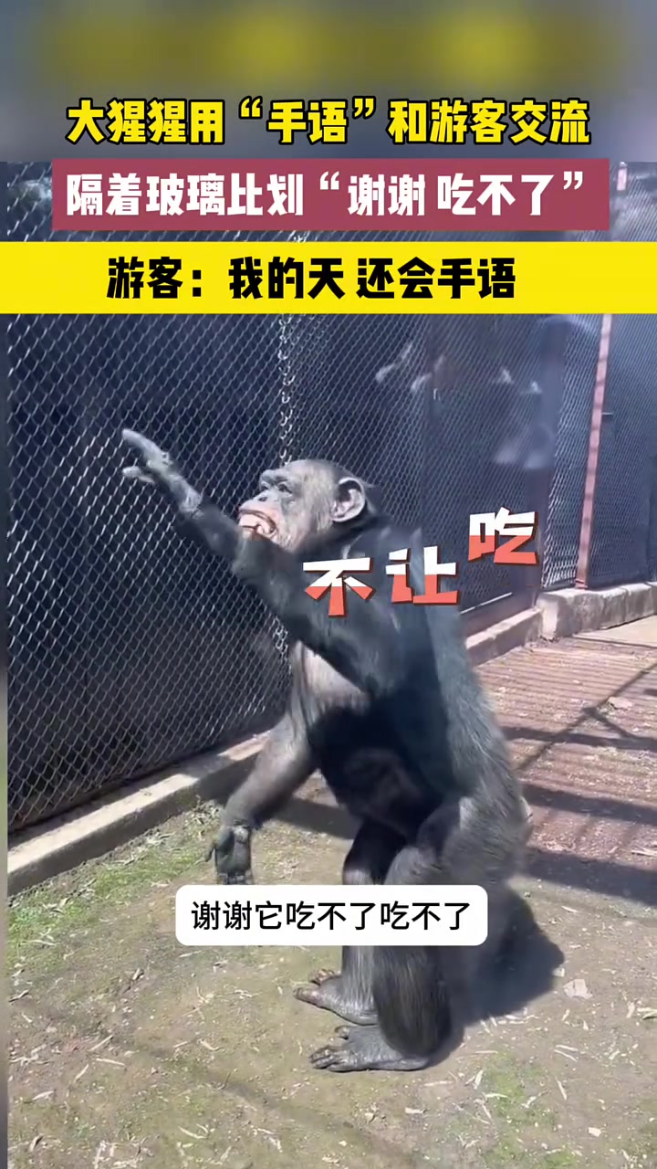 还好我进化得快!大猩猩用“手语”与游客交流!