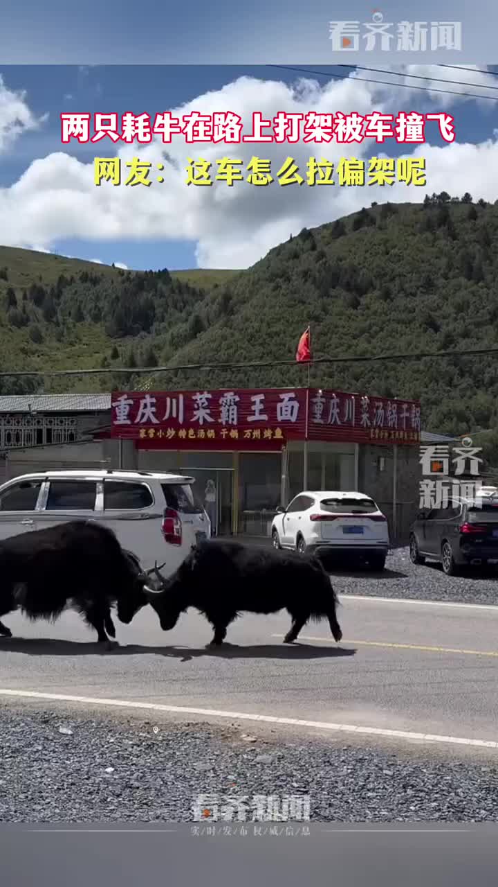 两只耗牛在路上打架被车撞飞,网友:这车怎么拉偏架呢!