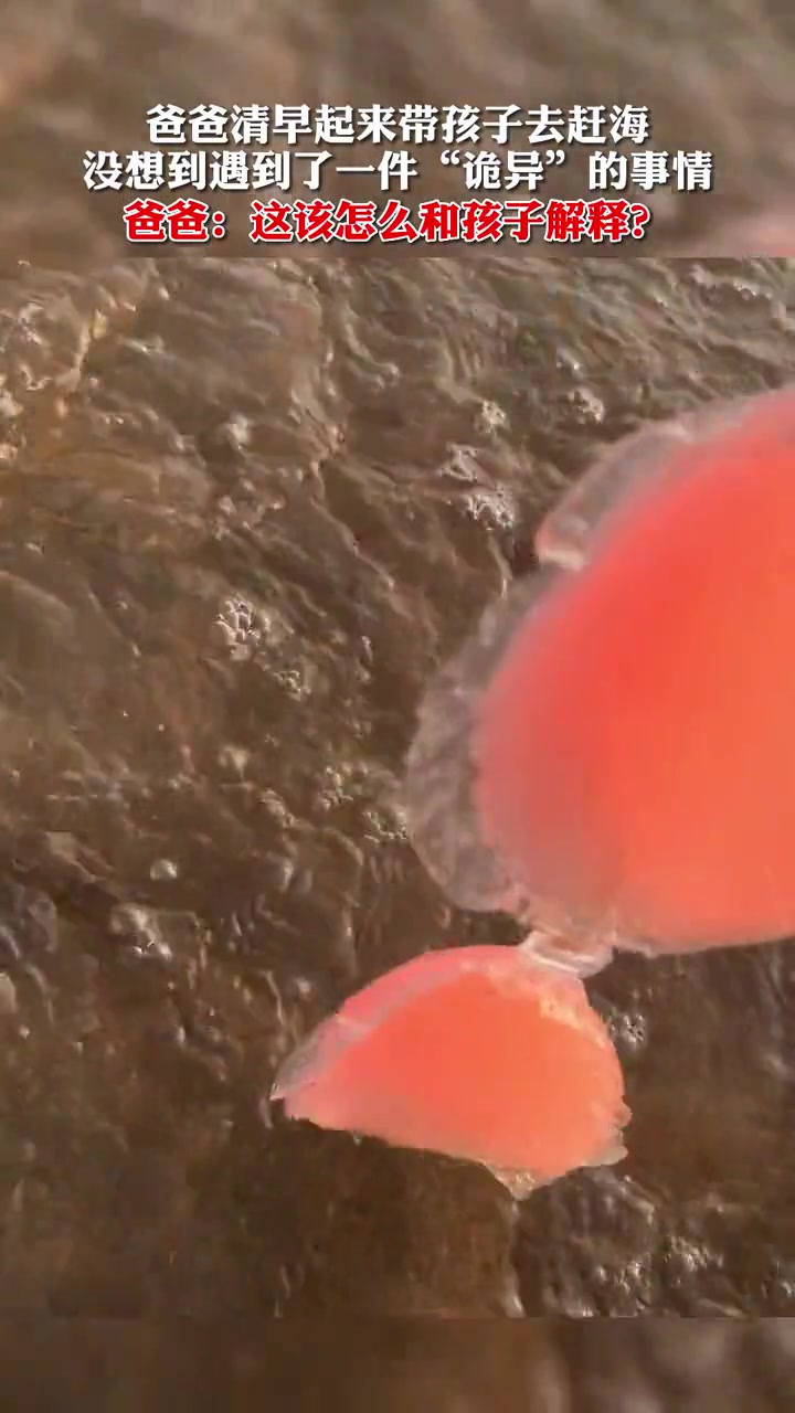 爸爸带孩子赶海,孩子跟爸爸说看到个“水母”