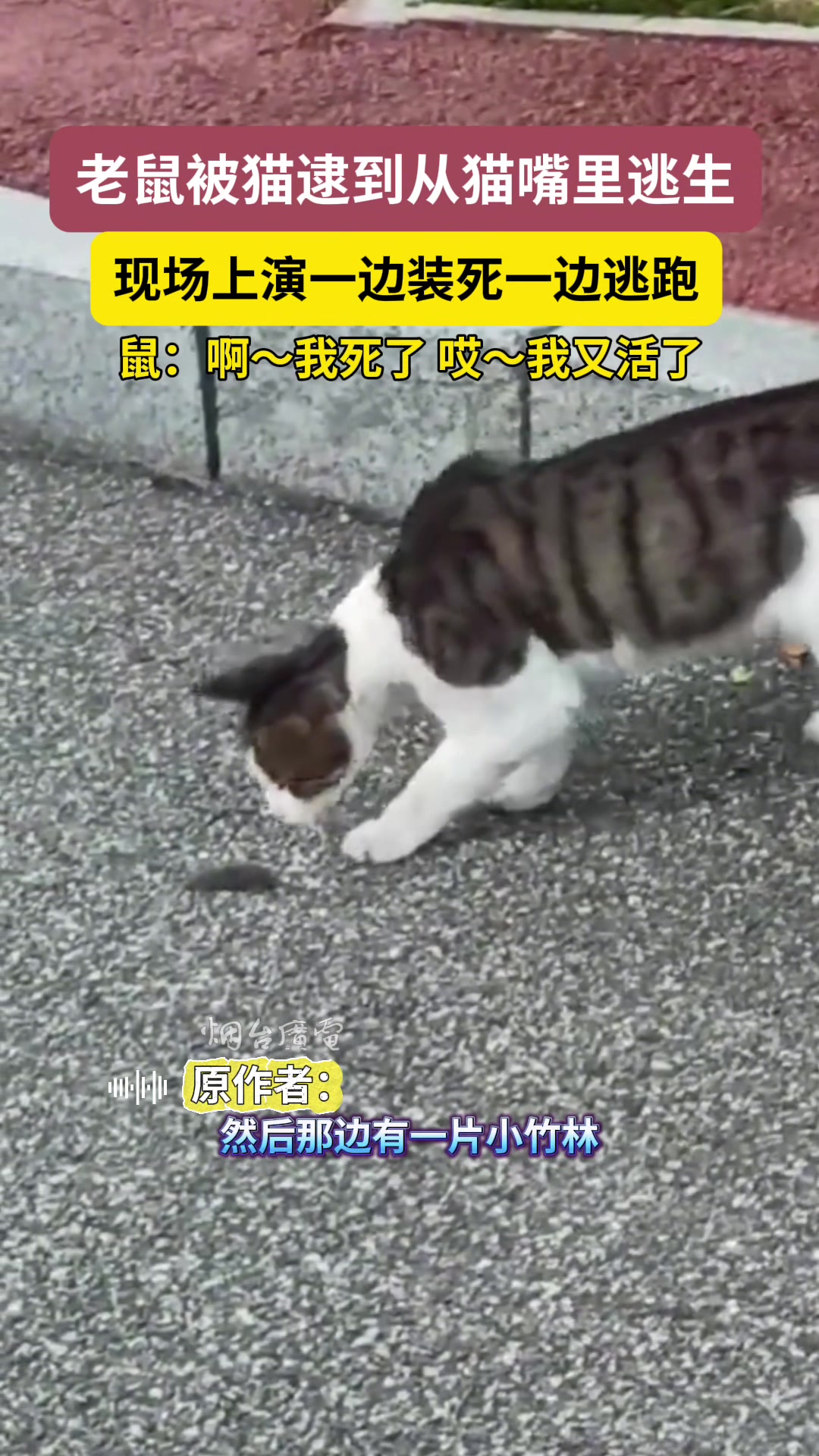 老鼠一边装死一边逃跑