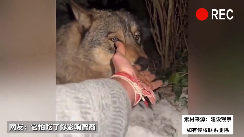 男子称在外面发现一只流浪狗,想摸它还差点被咬