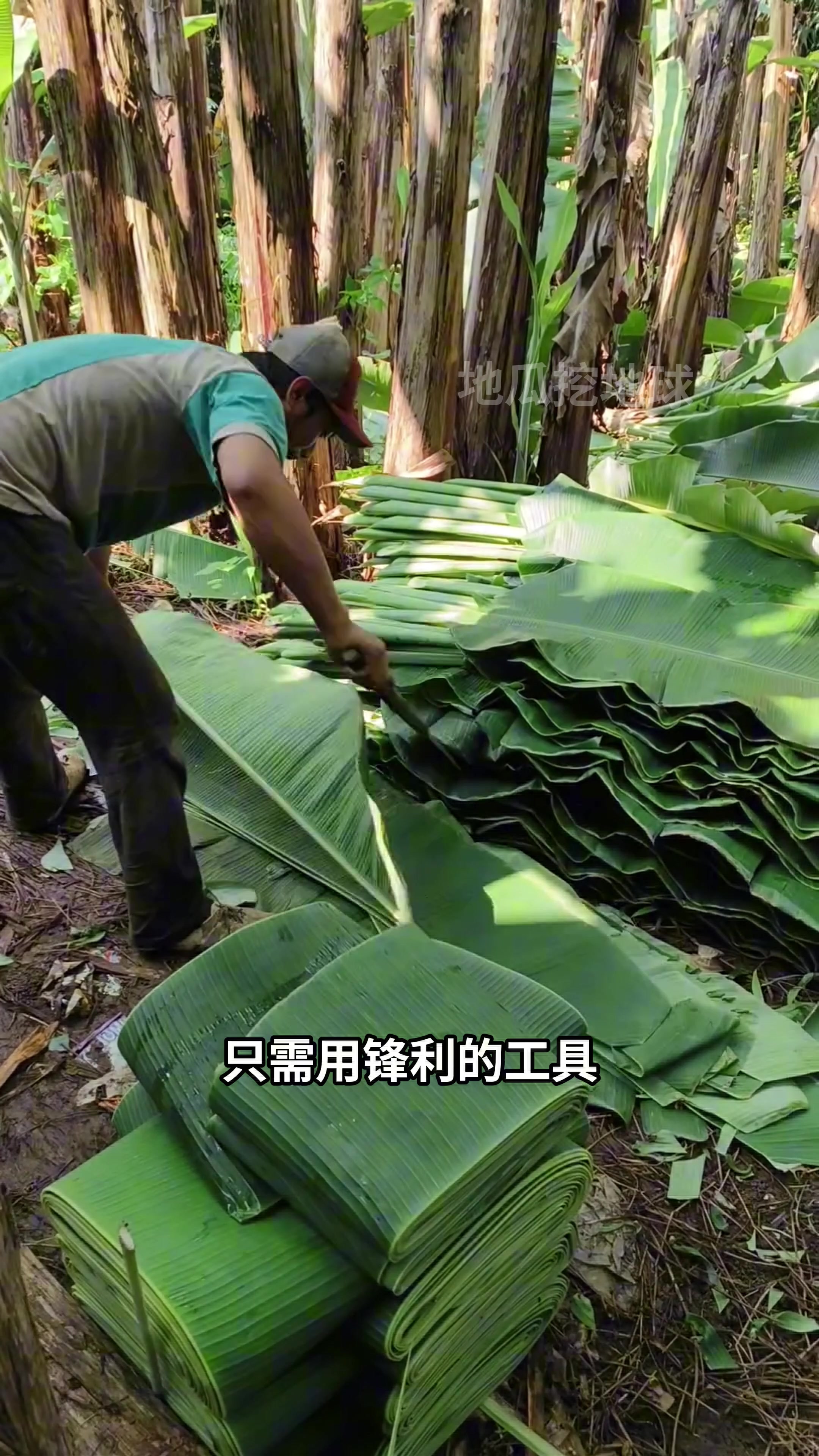 你们泰国那收割香蕉叶主要用来叠成装饰品