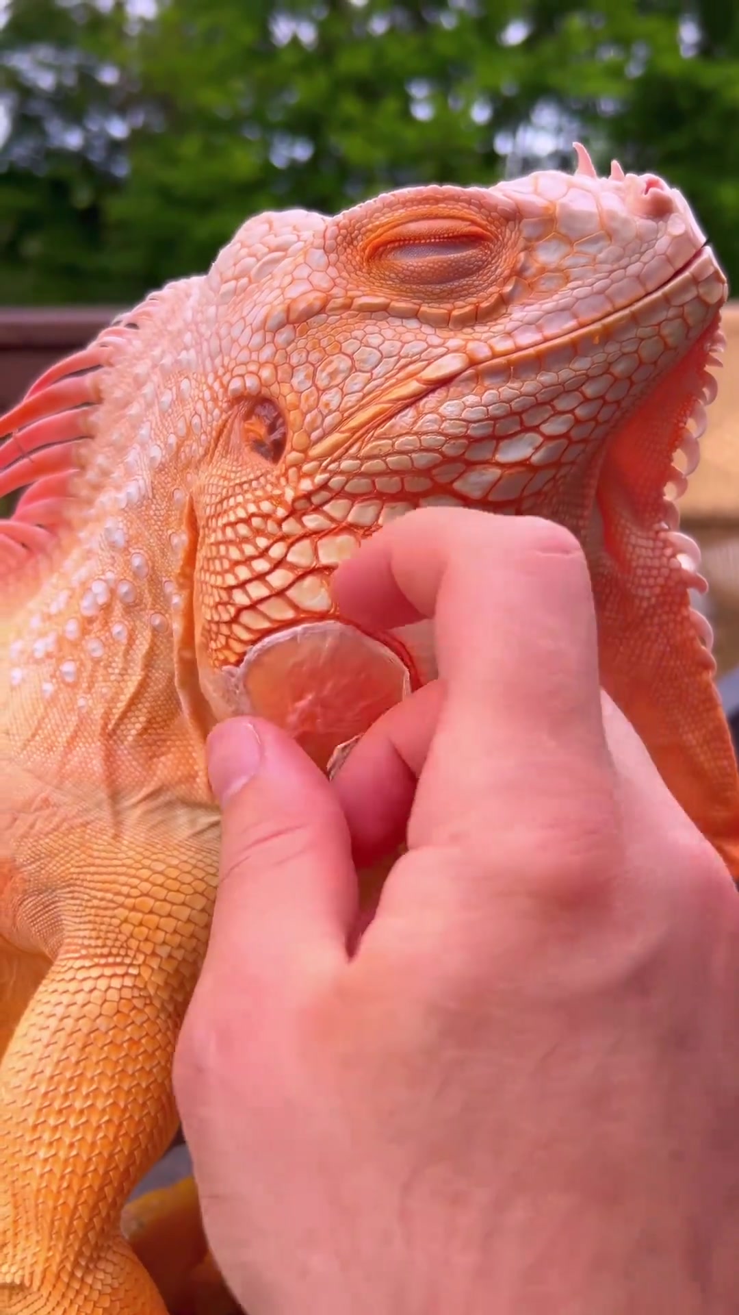 极其罕见的视频!红鬣蜥蜕皮!你敢上手吗